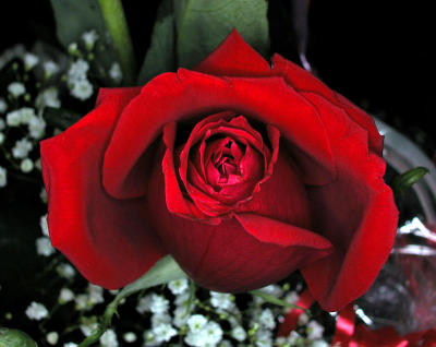 Sharpened Rose