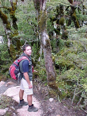 tramping the native forests