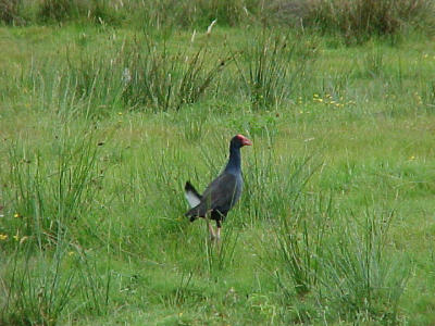 Pukeko