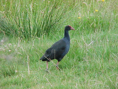 Pukeko