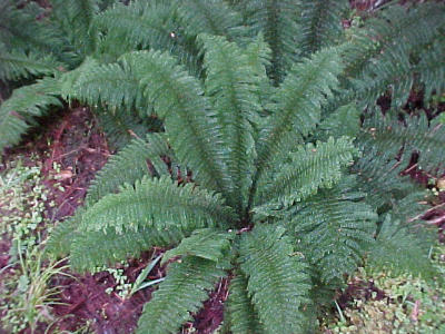 Native Fern