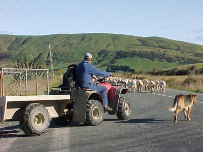 the catlins, southland