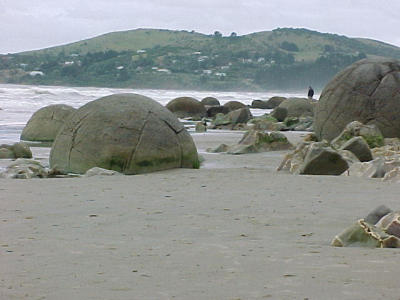 bees and yellow-eyed Oamaru pinguin