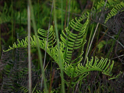 special fern, on the blue Spur.