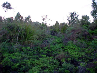 Blue Spur native forests