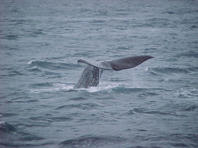 Sperm whale watching Kaikoura