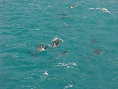 Sperm whale watching Kaikoura