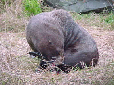 Picton and eastcoast, huge mussels and angry seals
