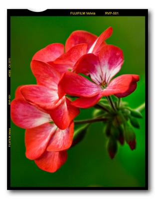 Geranium-Baby-4-x-5-copyweb.jpg