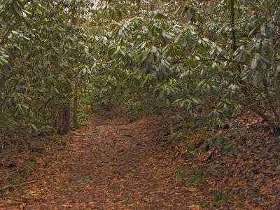 Starting Down the Trail