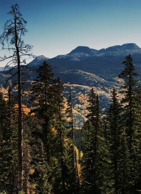 Tree and Valley