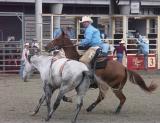 Horse, having thrown rider