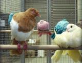 Dyed pigeons