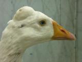 Goose bump