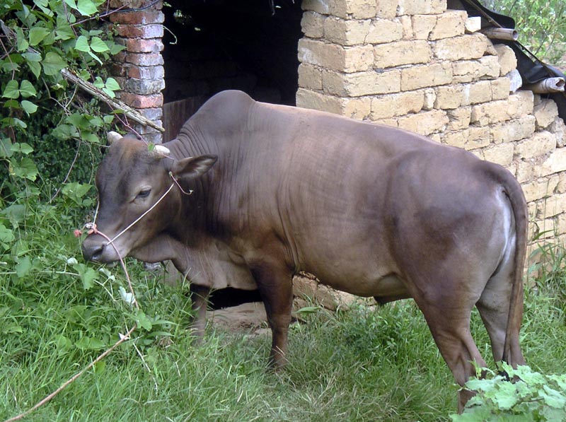 Quick view of prized bull