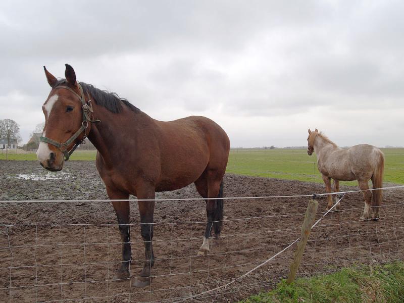 Horses