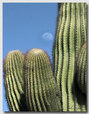 Saguaro Moon