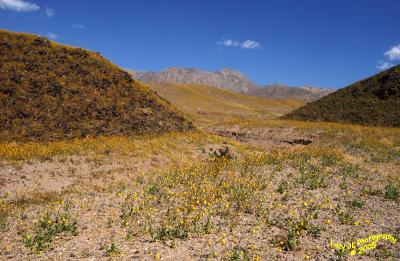 Death Valley SpringMarch 22
