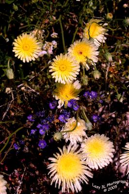 Death Valley Bouquet