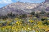 Death Valley Wildflowers