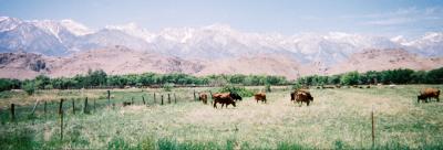 A10 Mt Whitney and Cows.jpg