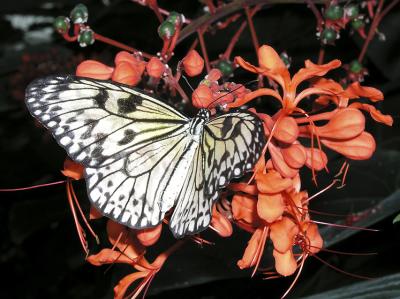Butterfly #2