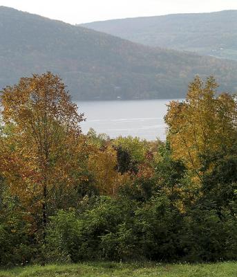 Lake between Trees
