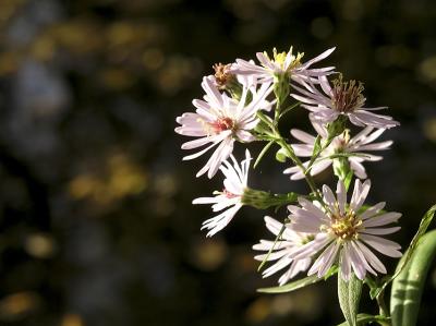 Flowers near Stream #3