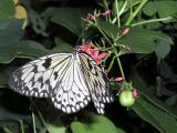 Butterfly #3