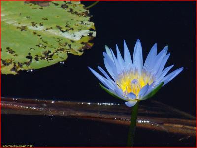 lotus bleu - blue water lily