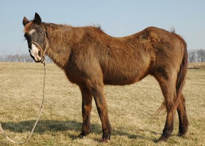 32yo american quarter horse