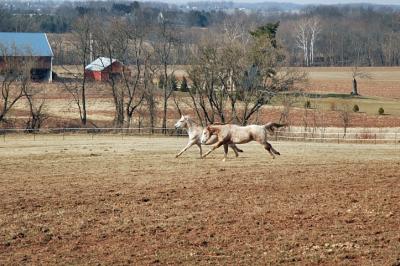 racing strides