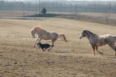runnin' with the horses