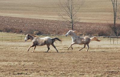 gallop