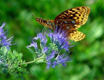 painted lady