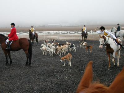 Gathering the hounds for the start of the hunt