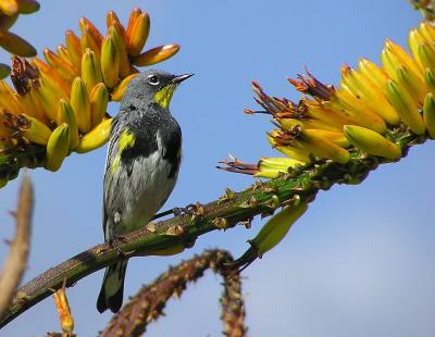 _yellow_rumped_at_the_aloes