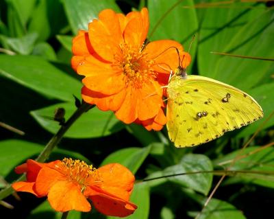 clouded sulphur.jpg