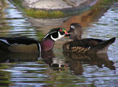 u7/lesliej/medium/41043967.woodducks.jpg