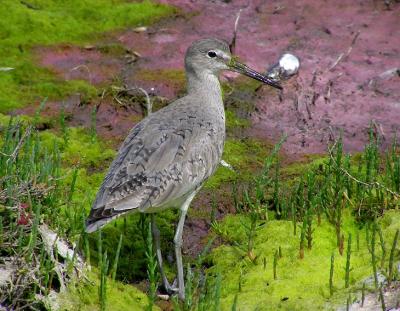 willet__bolsa_chica