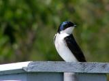 tree swallow 3.jpg