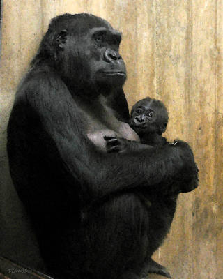 Gorilla Mom-Baby 2 watercolor