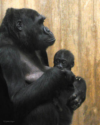 Gorilla Mom-Baby