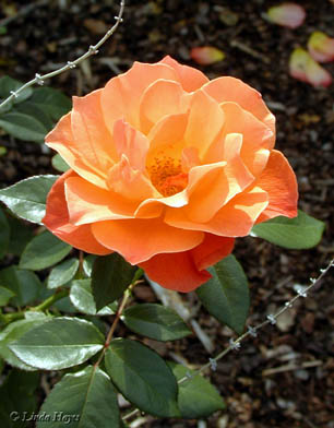 Apricot Brookside Rose