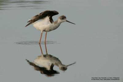 Black-winged Stilt 

Scientific name: Himantopus himantopus 

Habitat: Wetlands from coastal mudflats to ricefields 

