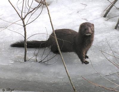  Mink.jpg