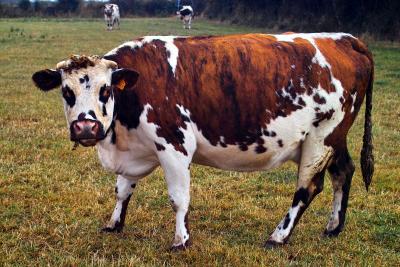 Normandy Cow