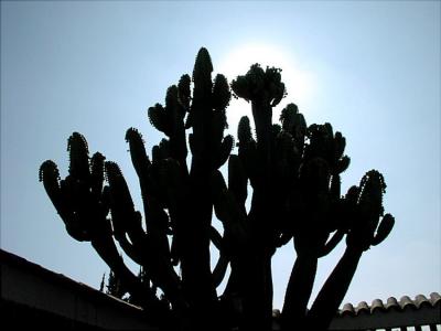 Crowned Cactus