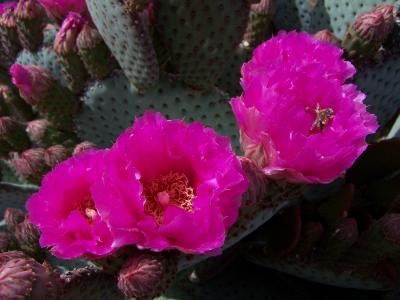 Prickly Pear in Bloom