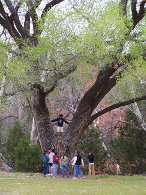 Climbing Trees in Sedona
